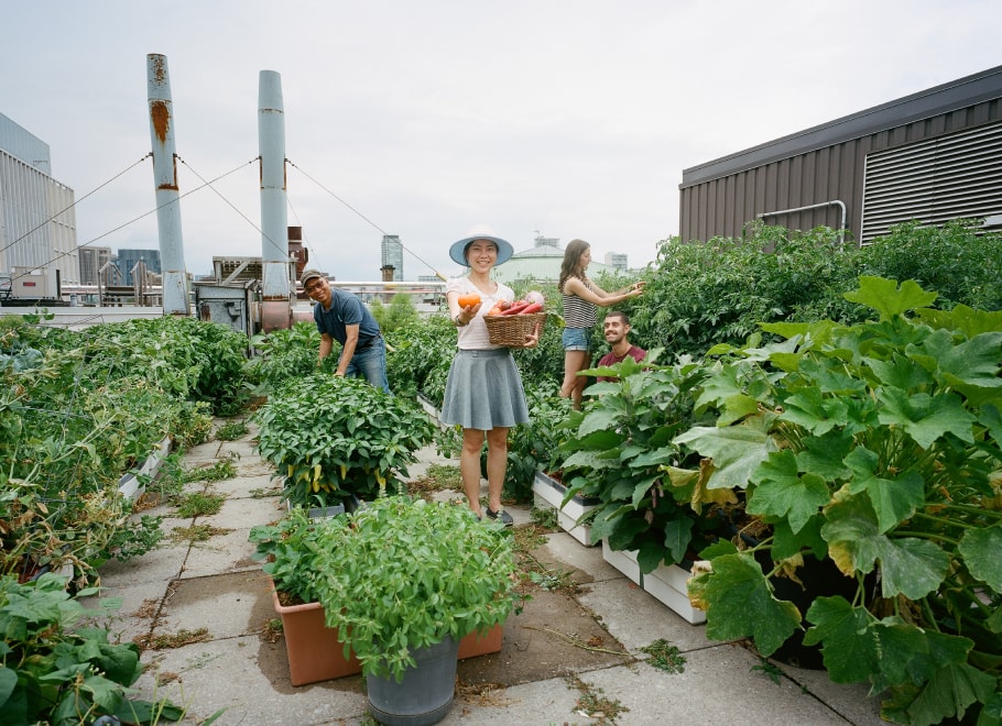 Students Farming