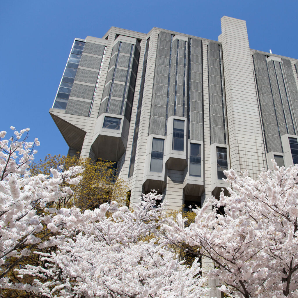 Cherry blossoms in full flower around the base of Robarts Library on a sunny day.