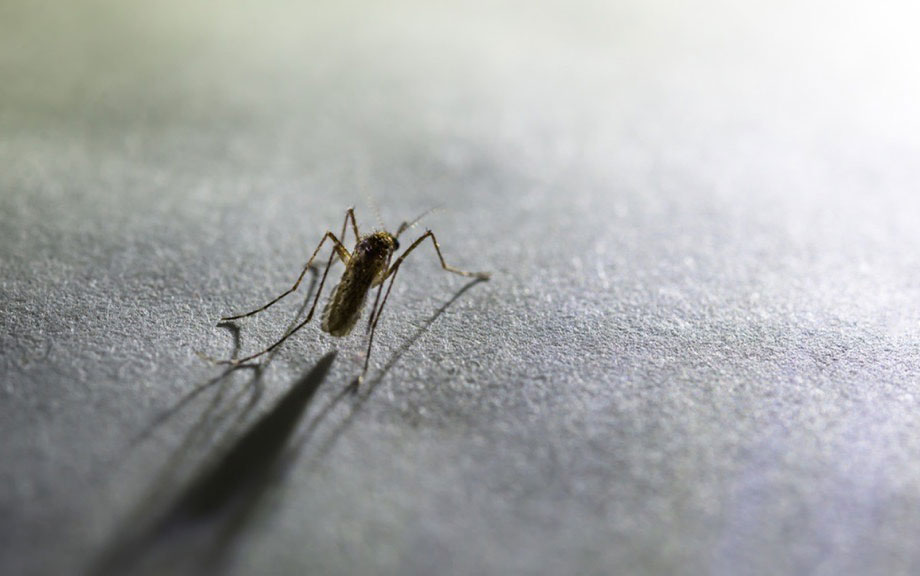 A mosquito on a flat surface.