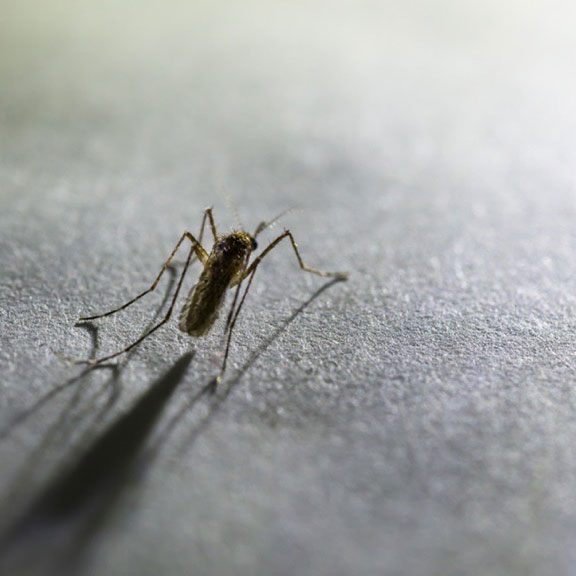 A mosquito on a flat surface.